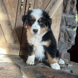Miniature American Shepherds from Turnin Heads