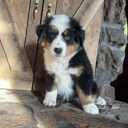 Miniature American Shepherds from Turnin Heads