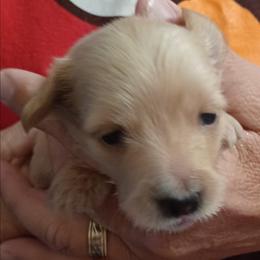 Louise-Limited - Cream female Dachshund puppy in Frankfort, Kentucky from Gigi's Dachshunds