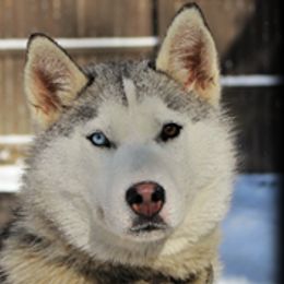 Elizabeth Swan - Siberian Husky