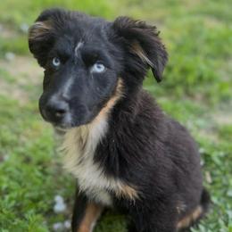 Brawl - Black tri-color male Australian Shepherd puppy in Albertville, Alabama from Salt Creek Aussies
