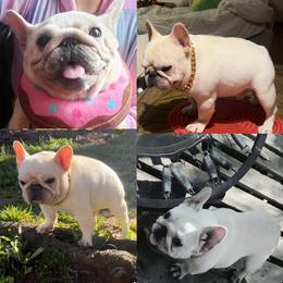 French Bulldog puppies from Limited Edition Bulldogs