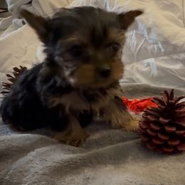 Boy 1 - Black and gold male Yorkshire Terrier puppy in Chino Hills, California from Chino Hills Yorkies