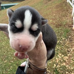 Cade - Black and white male Siberian Husky puppy in Burnsville, North Carolina from Peterson Puppies