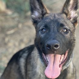 Red Boy - Sable German Shepherd puppy in Riverside, California from Von Der Sagobi