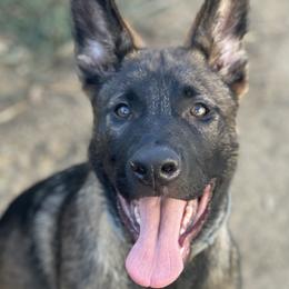 Red Boy - Sable German Shepherd puppy in Riverside, California from Von Der Sagobi