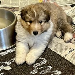 Shetland Sheepdog Puppies from September Morning Shelties