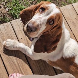 Basset Hound All Grown Up from Hazard Hound Kennels