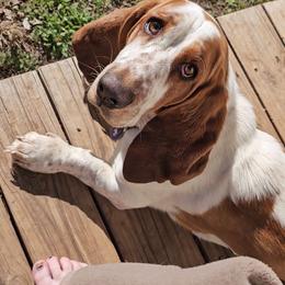 Basset Hound All Grown Up from Hazard Hound Kennels
