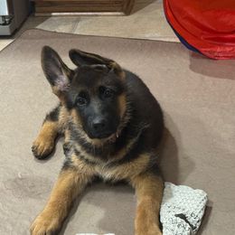 Miss Purple - Black and red female German Shepherd puppy in Lawton, Michigan from Free Indeed Shepherds