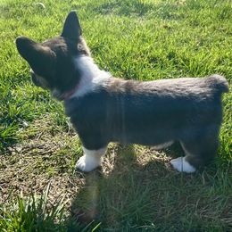 American Corgi Puppies from Patriot American Corgi