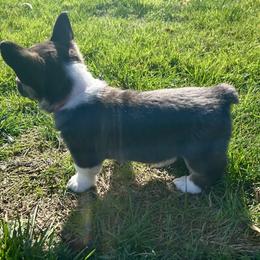 American Corgi Puppies from Patriot American Corgi