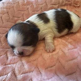 Calcutta - Red and white male Shih Tzu puppy in Sutton, West Virginia from Meadow Lane Pups