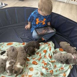 Cardigan Welsh Corgi Puppies from Squires Corgi Cottage