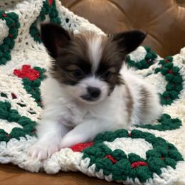 Boy 1 - White and sable male Papillon puppy in Georgia from Tylane Papillons