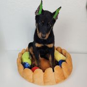 Juniper Berry - Black and rust female Beauceron puppy in Seattle, Washington from SilverStruck Kennels