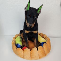 Juniper Berry - Black and rust female Beauceron puppy in Seattle, Washington from SilverStruck Kennels