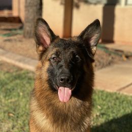 Tikiiri - German Shepherd