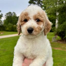 Dolly - Parti female Goldendoodle puppy in Gastonia, North Carolina from Crowders Creek Doodles