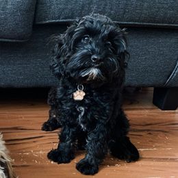 Indy  - Cavapoo