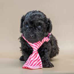 River - Black male Poodle puppy in Weston, Florida from Miami Toy Poodles