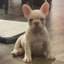 French Bulldog Puppies from De Lux Frenchies