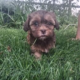Mocha - Chocolate female Goldendoodle puppy in Montrose, Colorado from Gnomies Furry Friends