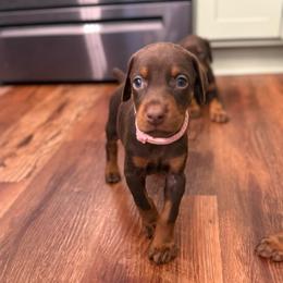 Light Pink Collar female - Red and rust female Doberman Pinscher puppy in Madison, Indiana from Jensen Dobermans and Dachshunds