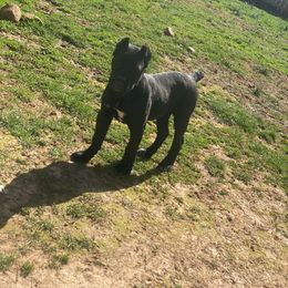 Peppa - Cane Corso