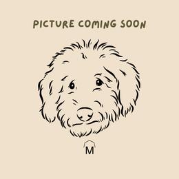 Girl 6 - female Labradoodle puppy in Batesville, Arkansas from Morris Farmyard