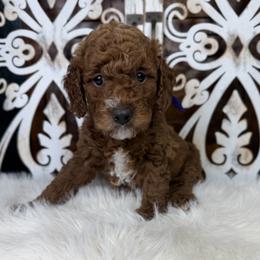 Goldendoodle and Poodle Puppies from Northern Heart Standards