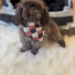 AKC Charlie Brown - Chocolate male Shih Tzu puppy in Los Angeles, California from LUXURY PAWS