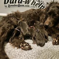 Boykin Spaniel puppies from Palmetto Boykin Spaniels