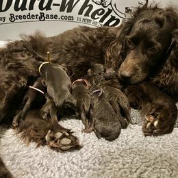 Boykin Spaniel puppies from Palmetto Boykin Spaniels