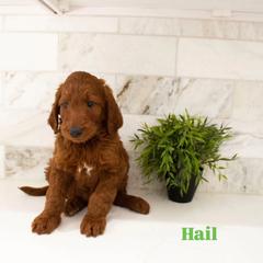 Hail - Red male Irish Doodle puppy in Mesa, Arizona from Desert Doodles
