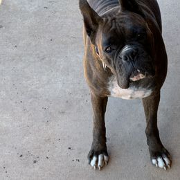 Boxer Puppies from Shanna Ward