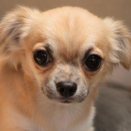 Simba - Fawn and white male Chihuahua puppy in Tulsa, Oklahoma from Hart's Chihuahuas