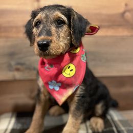 Airedale Terrier Puppies from RiverRun Terriers