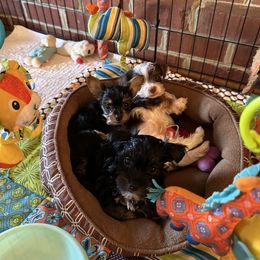 Yorkshire Terrier Puppies from Glass Hill Yorkies