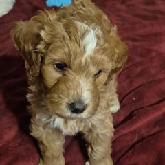 Michala - Brown female Double Doodle puppy in Norfolk, Massachusetts from Cat's Golden Labradoodles