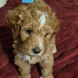 Michala - Brown female Double Doodle puppy in Norfolk, Massachusetts from Cat's Golden Labradoodles