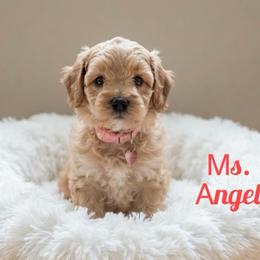 Ms. Angel - Apricot female Goldendoodle puppy in Sacramento, California from Dandy Doodles Goldendoodles