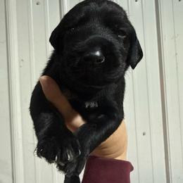 Gala - Black and white female German Wirehaired Pointer puppy in Mora, Minnesota from Reinberg Kennel
