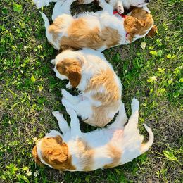 Cavalier King Charles Spaniel Puppies from Blueberry Hill Cavaliers
