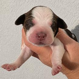 Duke - Liver white and roan male English Springer Spaniel puppy in Fort White, Florida from Thunderbird Springers