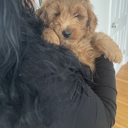 Goldendoodle Puppies from Mini Goldendoodles of New England