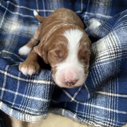 Girl 4 - Red  female Goldendoodle puppy in Placerville, California from New Dawn Poodles and Doodles