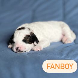 Aussiedoodle Puppies from JK Mini Doodles