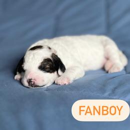 Aussiedoodle Puppies from JK Mini Doodles