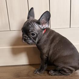 Pickles - Brindle female French Bulldog puppy in Salem, Illinois from Itsabulldogthing